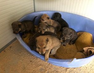 Abbandonati sulla statale 394 a Brenta otto cuccioli di cane. La condanna del sindaco: «Inciviltà e arretratezza culturale»