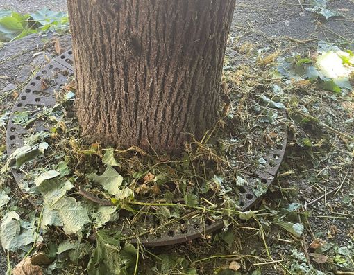 La base dei tigli di via Garibaldi a Casciago La base dei tigli di via Garibaldi a Casciago