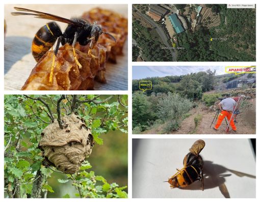 Vespa velutina, testato con efficacia il metodo per contrastarla