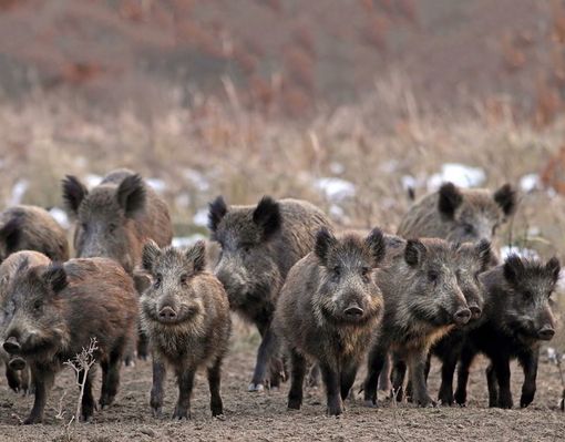 Peste suina, in provincia di Varese abbattuti oltre 2.400 cinghiali Peste suina, in provincia di Varese abbattuti oltre 2.400 cinghiali