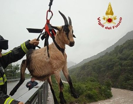 Capre e pecore bloccate dalla piena del torrente Strona, salvate dai vigili del fuoco