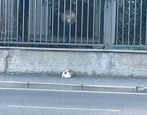 Rovello, coniglietto fuggitivo: salvato in attesa del padrone Rovello, coniglietto fuggitivo: salvato in attesa del padrone