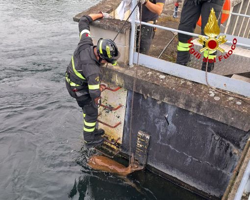 Capriolo nel canale: salvato dai vigili del fuoco Capriolo nel canale: salvato dai vigili del fuoco