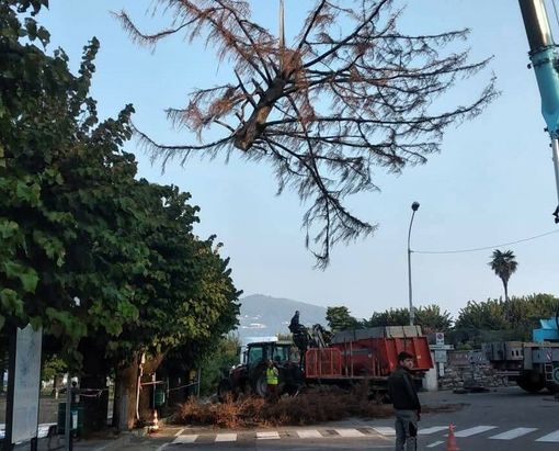 L'abbattimento del "pino del Maderna" (foto dalla pagina Facebook della Pro Loco)