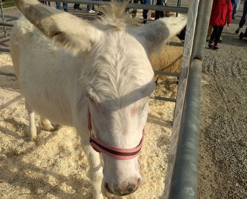 Agrivarese è anche una grande festa per i più piccoli