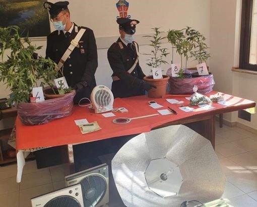 Laveno, nel garage spunta una piantagione di marijuana