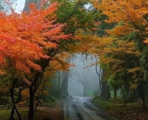 La splendida foto postata dalla pagina Facebook NaturalMeteo per salutare l'inizio dell'autunno