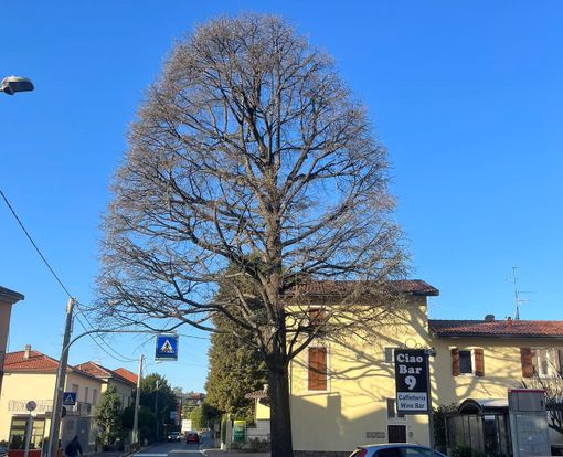 Lo storico albero di via Cavour a Castronno (foto dalla pagina Facebook del sindaco) Lo storico albero di via Cavour a Castronno (foto dalla pagina Facebook del sindaco)