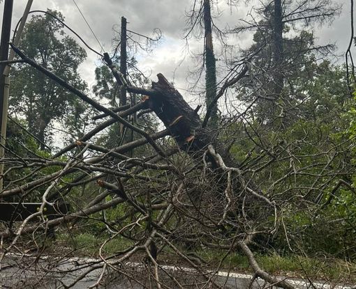 Uno degli alberi abbattuti dal temporale di questo pomeriggio al Sacro Monte