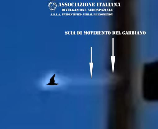 A.R.I.A. smentisce l'avvistamento UFO a Genova: "Era un gabbiano" (FOTO) A.R.I.A. smentisce l'avvistamento UFO a Genova: "Era un gabbiano" (FOTO)