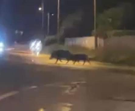 Alcuni fotogrammi del video per cortesia di Vinicio Provasi