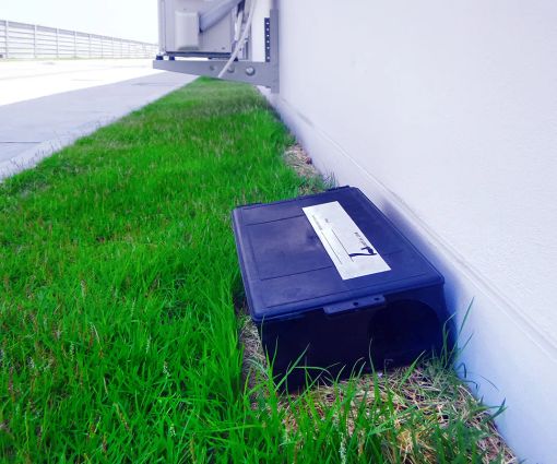 I topi: un problema diffuso nelle grandi città I topi: un problema diffuso nelle grandi città