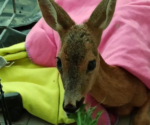 I video e le foto dell'articolo sono di Gabriella Piantoni, Michaela Tedde e Giuseppe Marangon, che ringraziamo