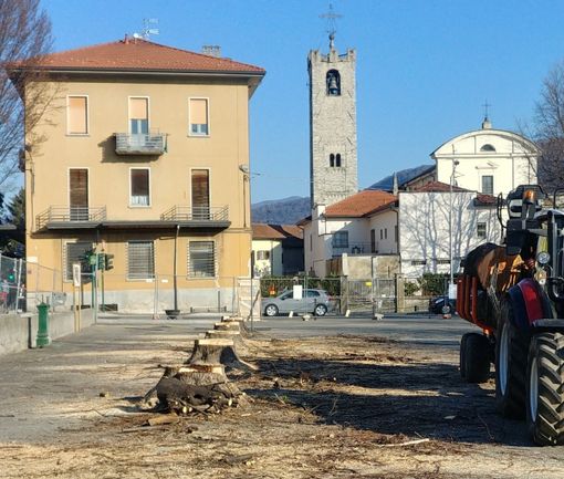 I tigli di piazza Mercato a Cuveglio abbattuti