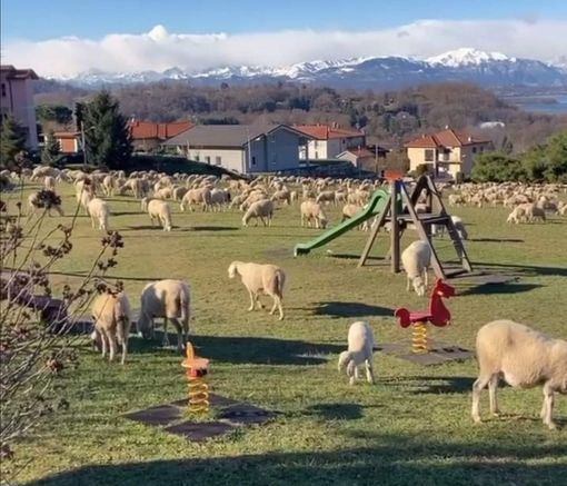 Pecore al pascolo nell'area giochi di Azzate e le mamme insorgono Pecore al pascolo nell'area giochi di Azzate e le mamme insorgono