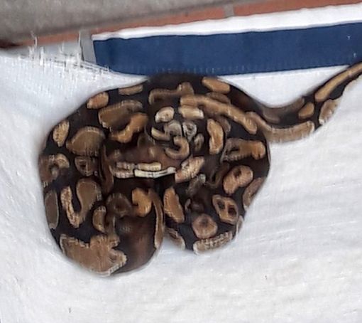 Il boa ritrovato questa mattina a Lozza Il boa ritrovato questa mattina a Lozza