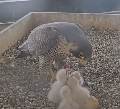 Giulia &amp; Giò, la famiglia sul grattacielo ora è al completo. Il bellissimo omaggio dei loro amici umani sui social