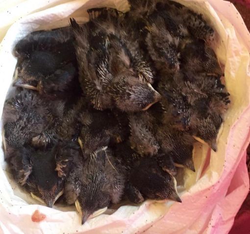 Dieci piccoli di rondini chiusi un sacchetto e gettati in un campo Dieci piccoli di rondini chiusi un sacchetto e gettati in un campo