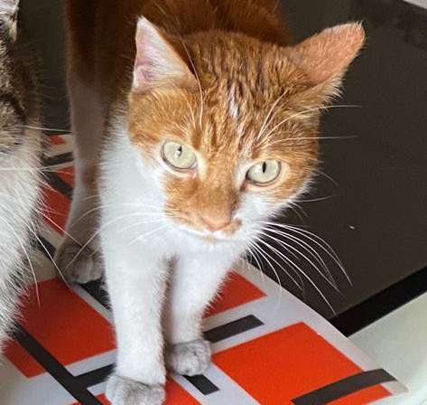 Zenzero è il micio di Massimo Rossi, la pizzeria "Mimmo" lo cerca disperatamente