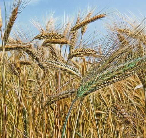 Per secoli la gente mangiò polti/poltiglie di cereali