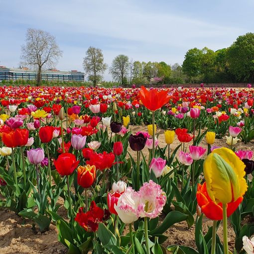 Seicentomila tulipani alle porte di Saronno: come e quando andare a raccoglierli