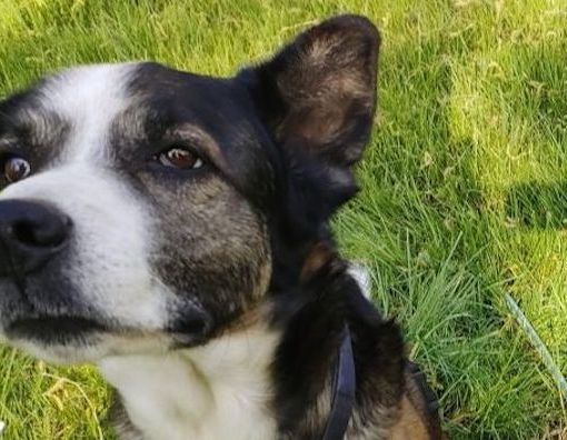 Cittiglio, aggredito da due pitbull insieme al suo cane mentre passeggia sulla ciclabile
