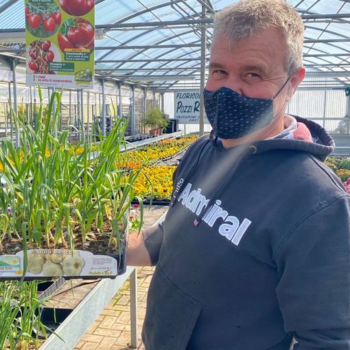 Renato Pozzi nella sua storica floricoltura di via Monte Generoso consiglia di iniziare la stagione degli orti dall'aglio (in foto) e dalle cipolle Renato Pozzi nella sua storica floricoltura di via Monte Generoso consiglia di iniziare la stagione degli orti dall'aglio (in foto) e dalle cipolle