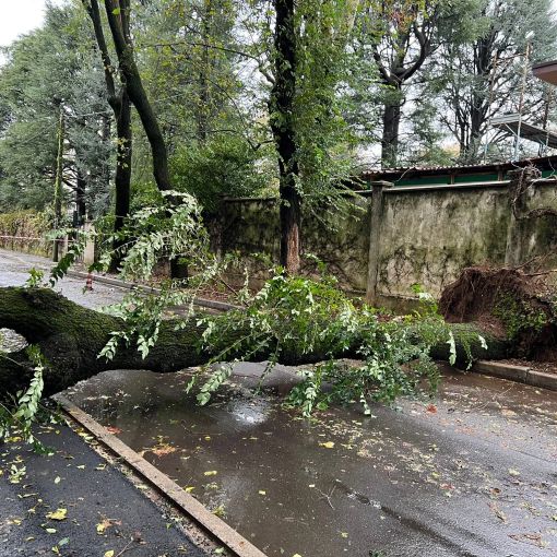 L'albero caduto in via Alliata (foto da IlSaronno.it inviata da un lettore)