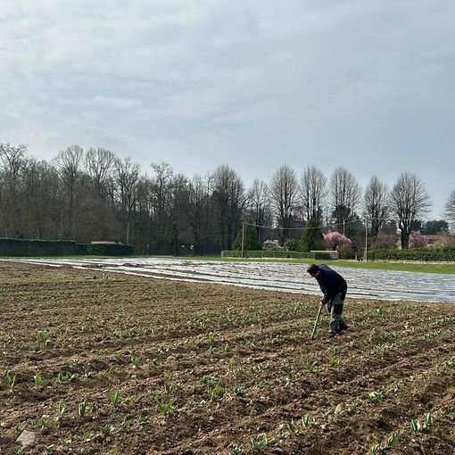 Un campo di tulipani per una primavera indimenticabile: arriva Somma Lombardo in fiore!