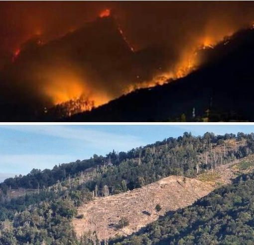 IERI E OGGI. Il Campo dei Fiori in fiamme sette anni fa e come lo ritroviamo oggi negli stessi punti devastati dall'incendio nelle immagini di Alessandro Umberto Galbiati IERI E OGGI. Il Campo dei Fiori in fiamme sette anni fa e come lo ritroviamo oggi negli stessi punti devastati dall'incendio nelle immagini di Alessandro Umberto Galbiati