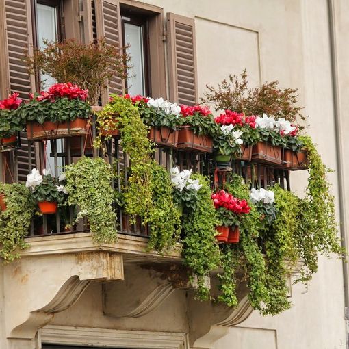 Come e quando inaffiare le piante in condominio