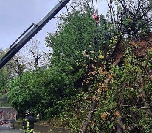 FOTO. Rimosso l'albero caduto in strada a Cavaria: vigili del fuoco al lavoro per sei ore con autoscala e autogrù