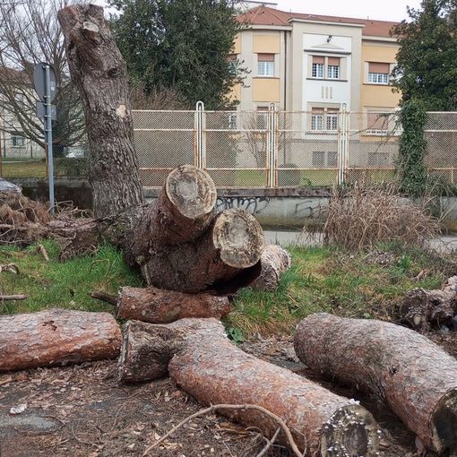 FOTO - Sette mesi e l'albero caduto è ancora lì...