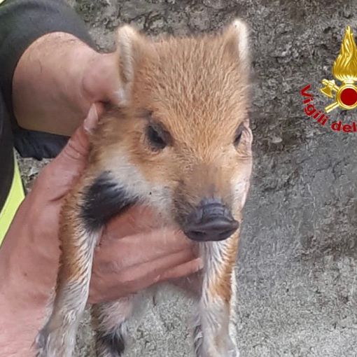 Maccagno, sei cuccioli di cinghiale bloccati in un canale: salvati dai vigili del fuoco