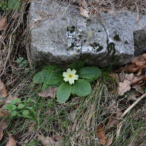 La foto della primula al Campo dei Fiori pubblicata dal Centro Geofisico Prealpino