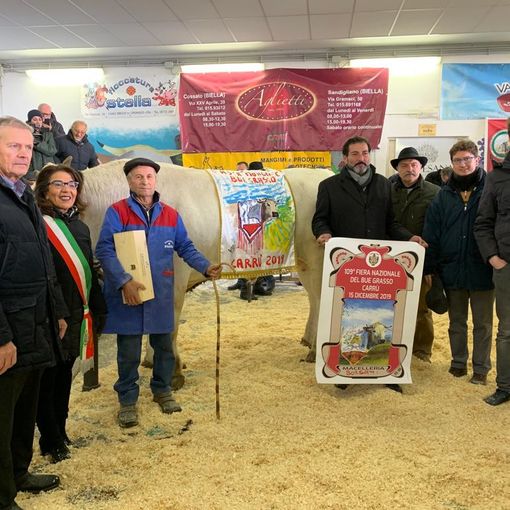 La Macelleria Borsani di Saronno si aggiudica all’asta on line il bue più importante della Fiera di Carrù