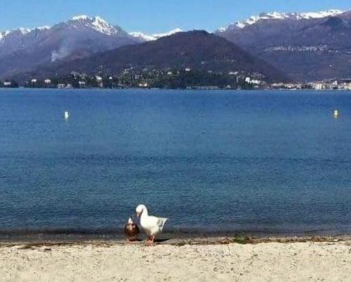 Sicurezza laghi: da Varese a Comabbio e Ghirla, da Monate al Maggiore e al Ceresio, la Regione stanzia 72mila euro per i nostri bacini