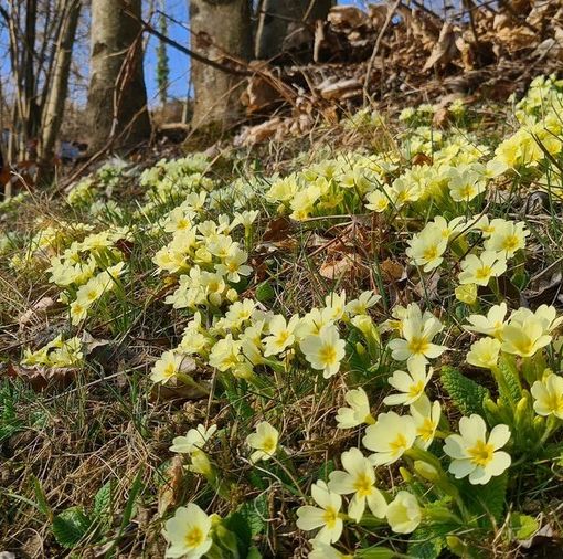 Dal finto inverno alla vera primavera: preparatevi a spalancare le finestre...