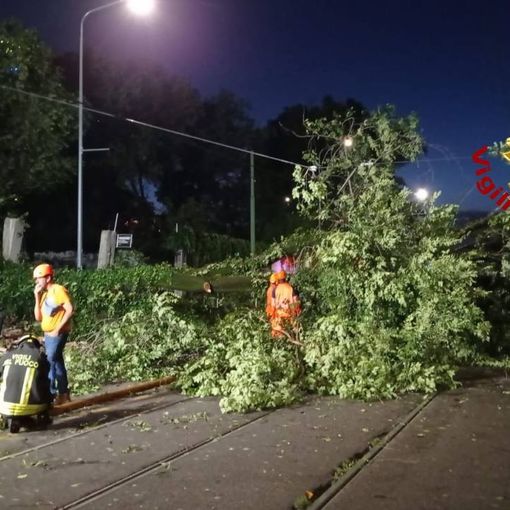 L'albero di 20 metri crollato a Milano per il maltempo
