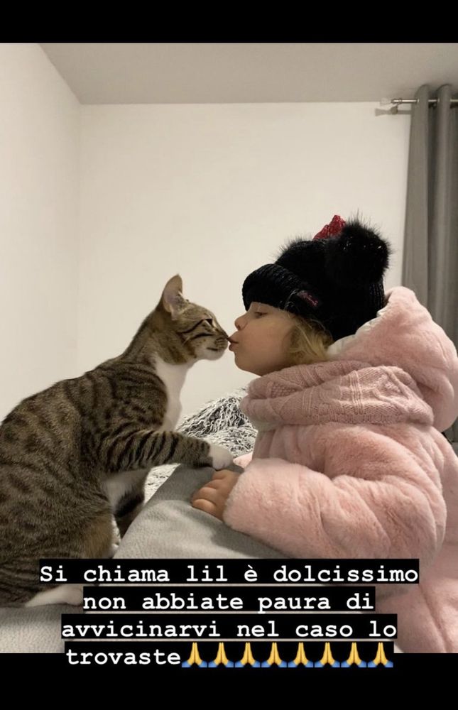 Gattino smarrito a Varese. L'sos per ritrovare Lil