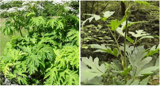 L'Heracleum mantegazzianum, meglio noto come panace di Mantegazza