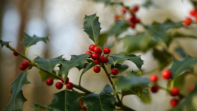 L’agrifoglio, o Ilex aquifolium comincia ora a mostrare tutta la sua bellezza nei giardini varesini : le foglie lucide e spinose rimangono verdi anche sotto la brina, mentre le bacche rosse accese spiccano come piccole lanterne tra i rami spogli