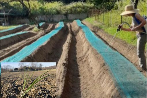 Dalla toga all'"oro rosso": la nuova vita di Serena Verzeletti, l'avvocato che coltiva zafferano a Viggiù