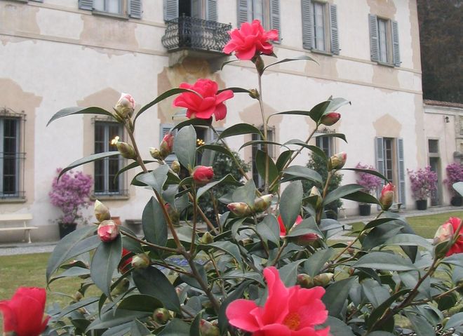 La bellezza delle camelie torna a sbocciare anche quest'anno a Villa Della Porta Bozzolo