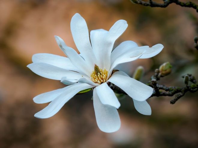 La primavera avanza (foto Gianluca Bertoni) La primavera avanza (foto Gianluca Bertoni)