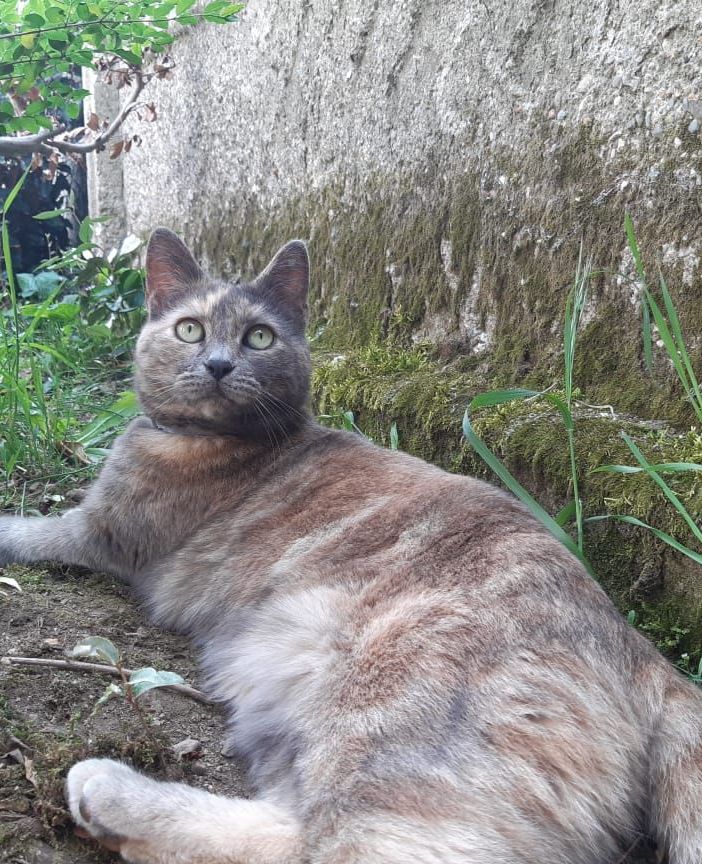 Nella foto, la gatta scomparsa