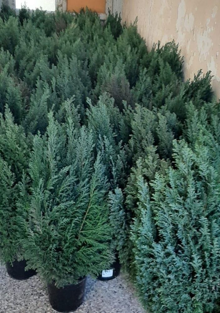 L'Albero di Natale? A Olgiate lo affida il Comune: «Cento abeti che poi ripianteremo»