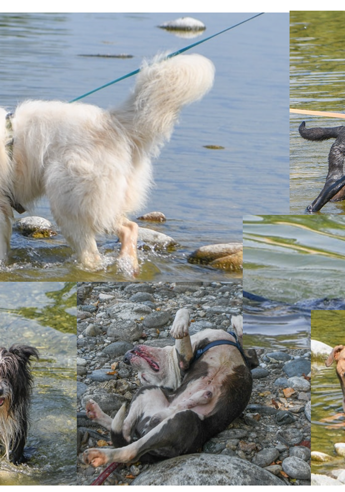 È Ferragosto anche per i cagnolini del canile. In gita al Ticino