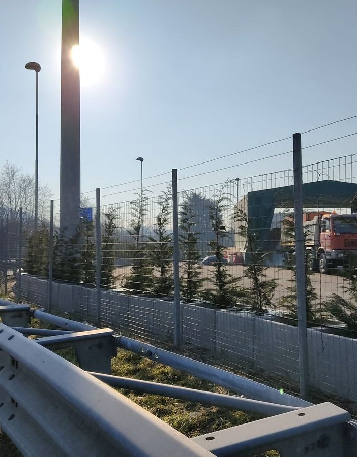 Posizionati gli alberi sul Ponte di Vedano tra Lozza, Vedano e Malnate