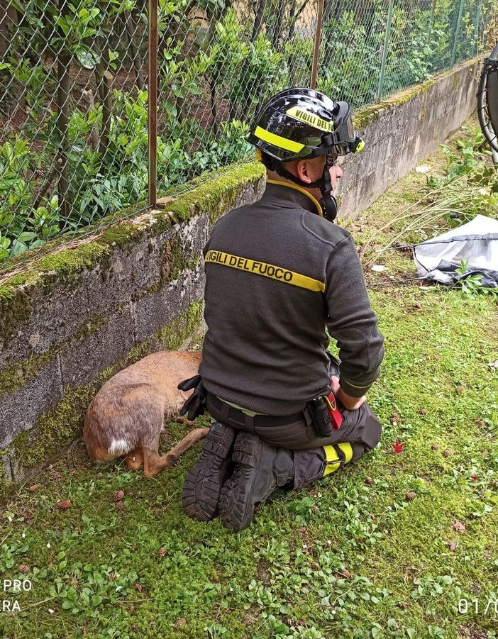 FOTO. Capriolo in difficoltà in un parco di Besozzo: salvato dai vigili del fuoco